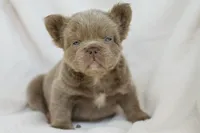 Rex, a male French Bulldog for sale in Chino Hills, CA – 2 of 5