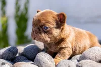 Teddy, a male French Bulldog for sale in Chino Hills, CA – Photo 3 of 3