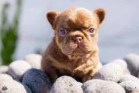 Teddy, a male French Bulldog for sale in Chino Hills, CA – Photo 1 of 3