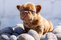 Teddy, a male French Bulldog for sale in Chino Hills, CA – Photo 2 of 3