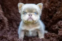 Smalls , a male French Bulldog for sale in Chino Hills, CA – 3 of 4