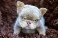 Smalls , a male French Bulldog for sale in Chino Hills, CA – 4 of 4