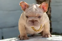 Duvalin , a male French Bulldog for sale in Chino Hills, CA – 2 of 2