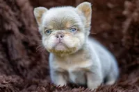 Smalls , a male French Bulldog for sale in Chino Hills, CA – 2 of 4