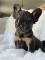 James, a male French Bulldog for sale in Chino Hills, CA – 2 of 3