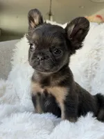 James, a male French Bulldog for sale in Chino Hills, CA – 3 of 3