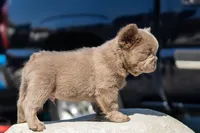 Rex, a male French Bulldog for sale in Chino Hills, CA – 5 of 5