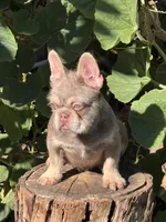 Bandit, a male French Bulldog for sale in Chino Hills, CA – Photo 2 of 2