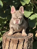Bandit, a male French Bulldog for sale in Chino Hills, CA – Photo 1 of 2