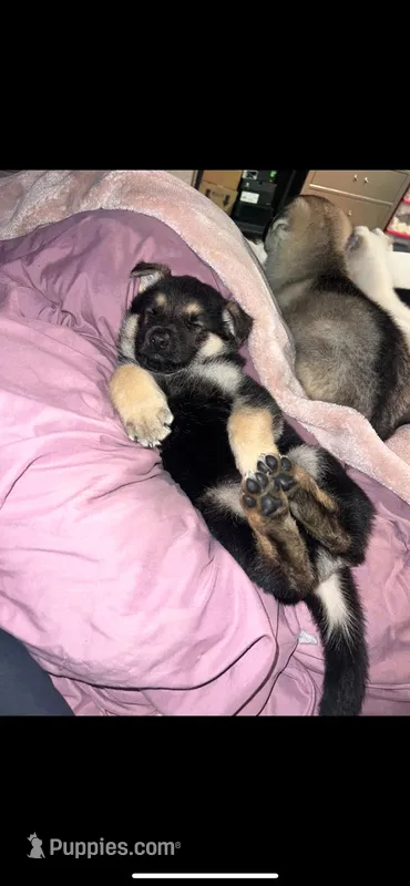 omega  – German Shepherd Dog puppy for sale in Fall River, MA