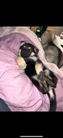 omega , a male German Shepherd Dog for sale in Fall River, MA – 1 of 1