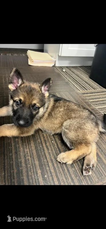 Tiger  – German Shepherd Dog puppy for sale in Fall River, MA