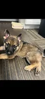 Tiger , a male German Shepherd Dog for sale in Fall River, MA – 1 of 1