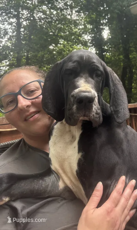CHIRONE Von RHAAL  – Great Dane puppy for sale in Annapolis, MD
