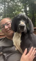 CHIRONE Von RHAAL , a male Great Dane for sale in Annapolis, MD – 1 of 2