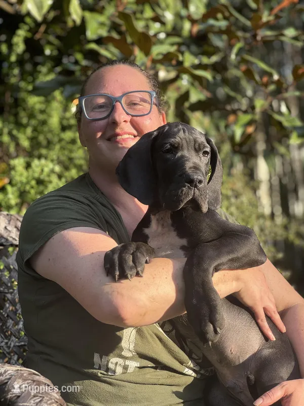 Calliope Von RHAAL , a female Great Dane for sale in Annapolis, MD – Photo 1 of 4