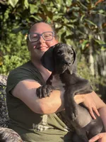 Calliope Von RHAAL , a female Great Dane for sale in Annapolis, MD – Photo 1 of 4