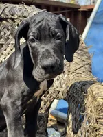 Calliope Von RHAAL , a female Great Dane for sale in Annapolis, MD – Photo 4 of 4
