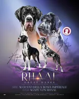 Calliope Von RHAAL , a female Great Dane for sale in Annapolis, MD – Photo 2 of 4