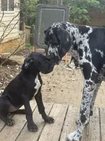 Calliope Von RHAAL , a female Great Dane for sale in Annapolis, MD – Photo 3 of 4