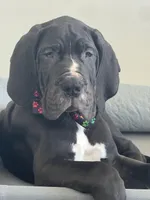 Cesare Von RHAAL, a male Great Dane for sale in Annapolis, MD – Photo 5 of 7