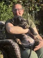 Cesare Von RHAAL, a male Great Dane for sale in Annapolis, MD – Photo 3 of 7