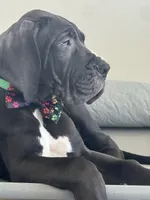 Cesare Von RHAAL, a male Great Dane for sale in Annapolis, MD – Photo 6 of 7