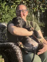 Cesare Von RHAAL, a male Great Dane for sale in Annapolis, MD – Photo 4 of 7