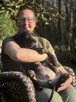 Cesare Von RHAAL, a male Great Dane for sale in Annapolis, MD – Photo 2 of 7