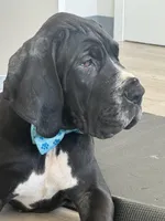 Cuore, a male Great Dane for sale in Annapolis, MD – Photo 2 of 3