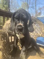 Cuore, a male Great Dane for sale in Annapolis, MD – Photo 3 of 3