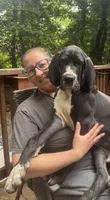 CHIRONE Von RHAAL , a male Great Dane for sale in Annapolis, MD – 2 of 2