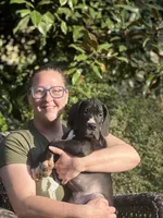 Catullus Von RHAAL, a male Great Dane for sale in Annapolis, MD – Photo 2 of 3