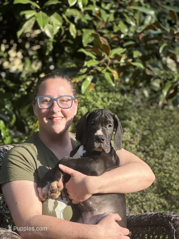 Catullus Von RHAAL – Great Dane puppy for sale in Annapolis, MD