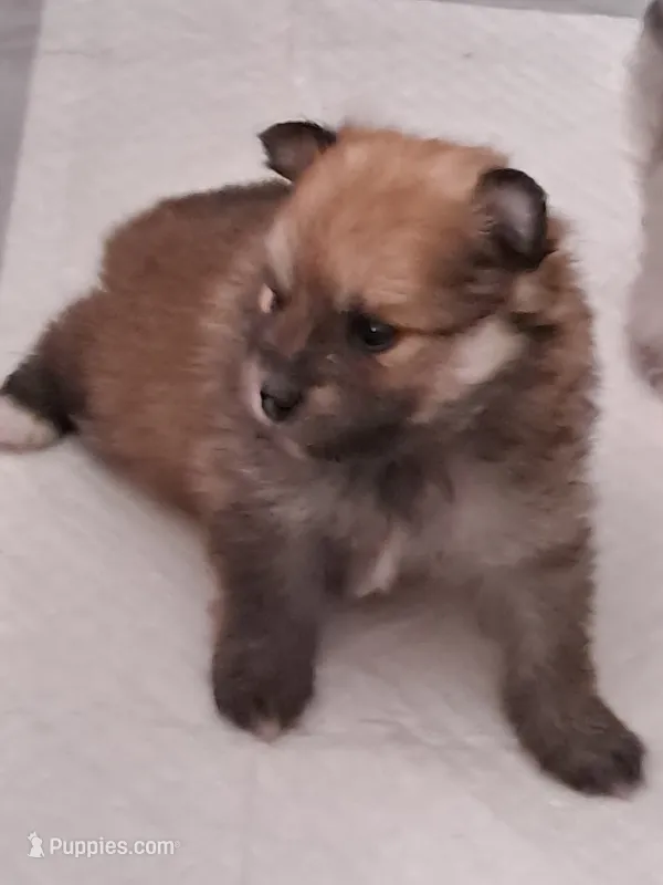 Mochacho  – Pomeranian puppy for sale in Phoenix, AZ