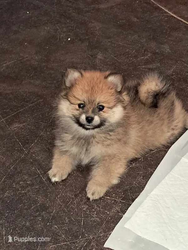 Mochacho  – Pomeranian puppy for sale in Phoenix, AZ