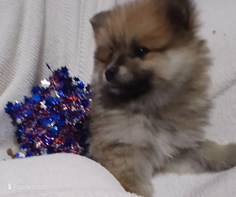 Mochacho  – Pomeranian puppy for sale in Phoenix, AZ