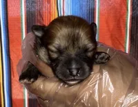 Mochacho , a male Pomeranian for sale in Phoenix, AZ – 1 of 1