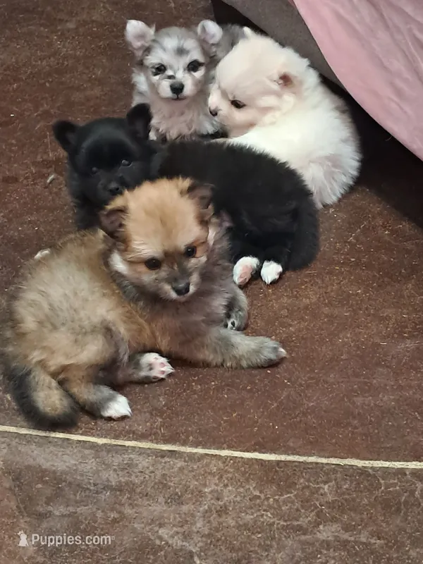 Mochacho  – Pomeranian puppy for sale in Phoenix, AZ