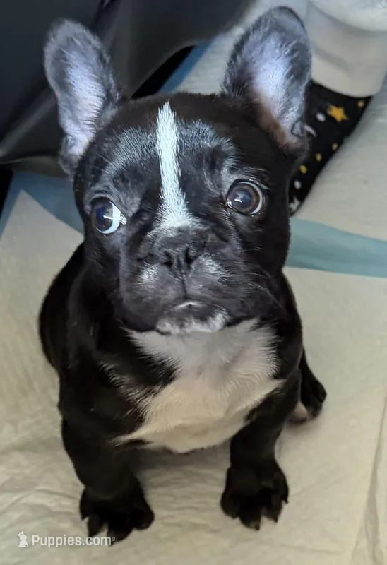 Raven Elise – French Bulldog puppy for sale in Lafayette, LA
