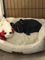 Raven Elise, a female French Bulldog for sale in Lafayette, LA – Photo 2 of 2