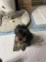 Bella, a female Yorkshire Terrier for sale in Virginia Beach, VA – Photo 4 of 9