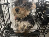 Bella, a female Yorkshire Terrier for sale in Virginia Beach, VA – Photo 5 of 9