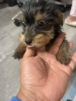 Bella, a female Yorkshire Terrier for sale in Virginia Beach, VA – Photo 1 of 9
