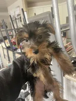 Bella, a female Yorkshire Terrier for sale in Virginia Beach, VA – Photo 3 of 9