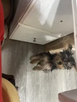 Bella, a female Yorkshire Terrier for sale in Virginia Beach, VA – Photo 6 of 9