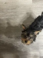 Bella, a female Yorkshire Terrier for sale in Virginia Beach, VA – Photo 8 of 9