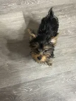 Bella, a female Yorkshire Terrier for sale in Virginia Beach, VA – Photo 9 of 9