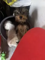 Bella, a female Yorkshire Terrier for sale in Virginia Beach, VA – Photo 2 of 9