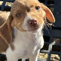 Boy, a male Beagle for sale in Jay, OK – Photo 2 of 2